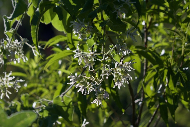 Sonoran Milkvine photo 4