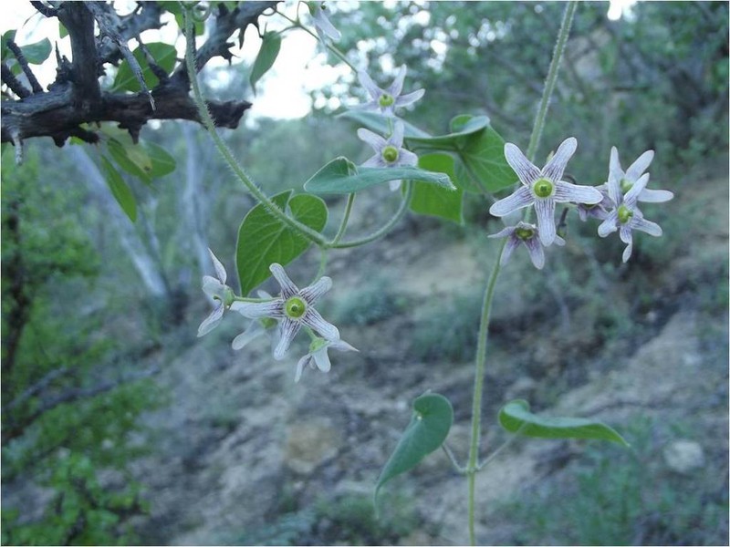 Sonoran Milkvine photo 5