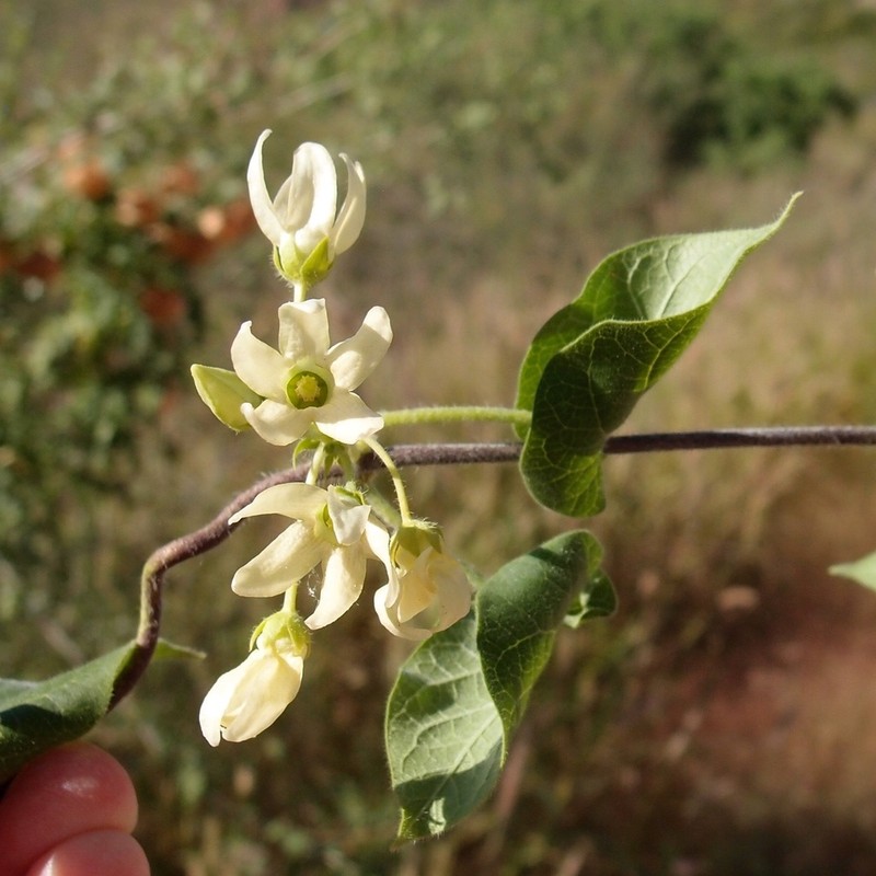 Sonoran Milkvine photo 6