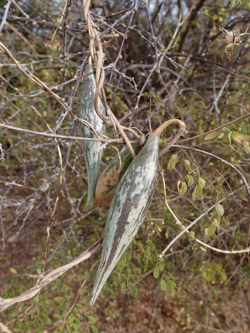 Sonoran Milkvine photo 7