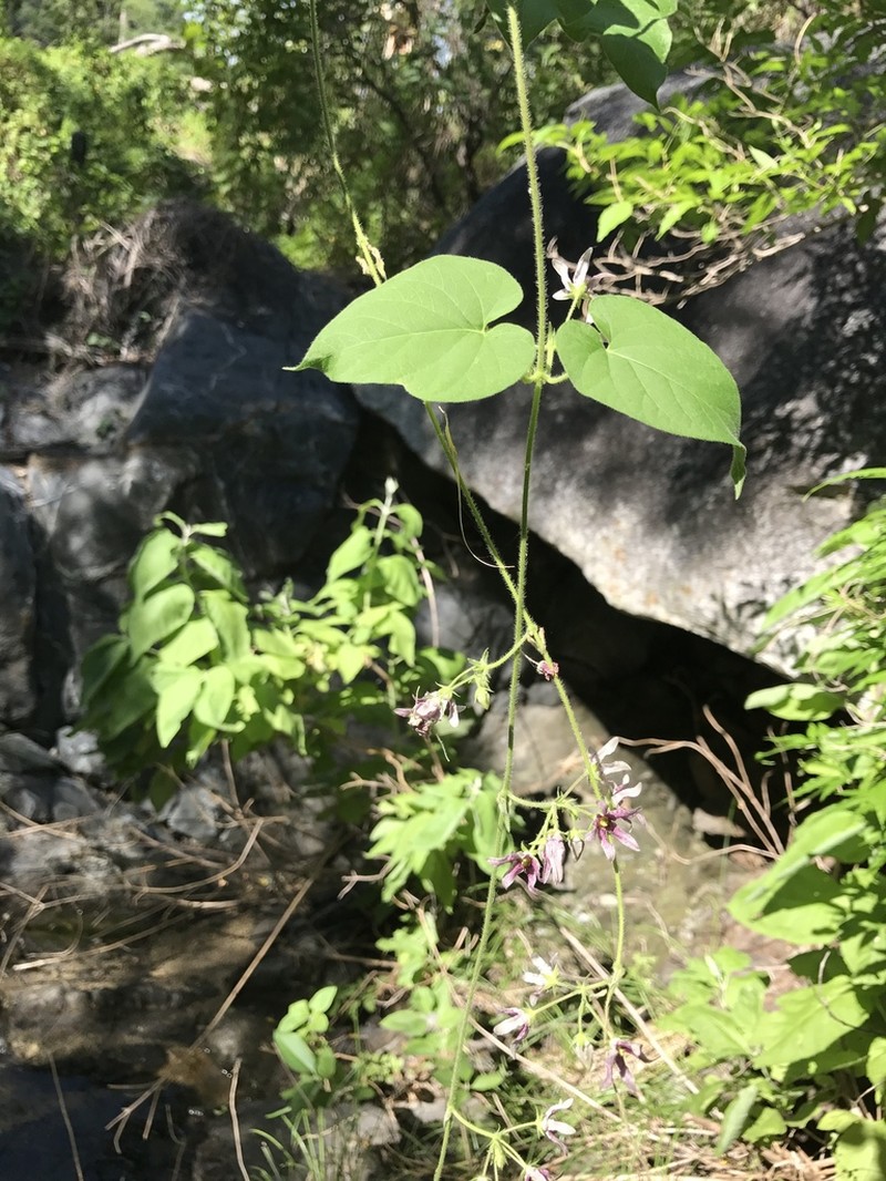 Sonoran Milkvine photo 8