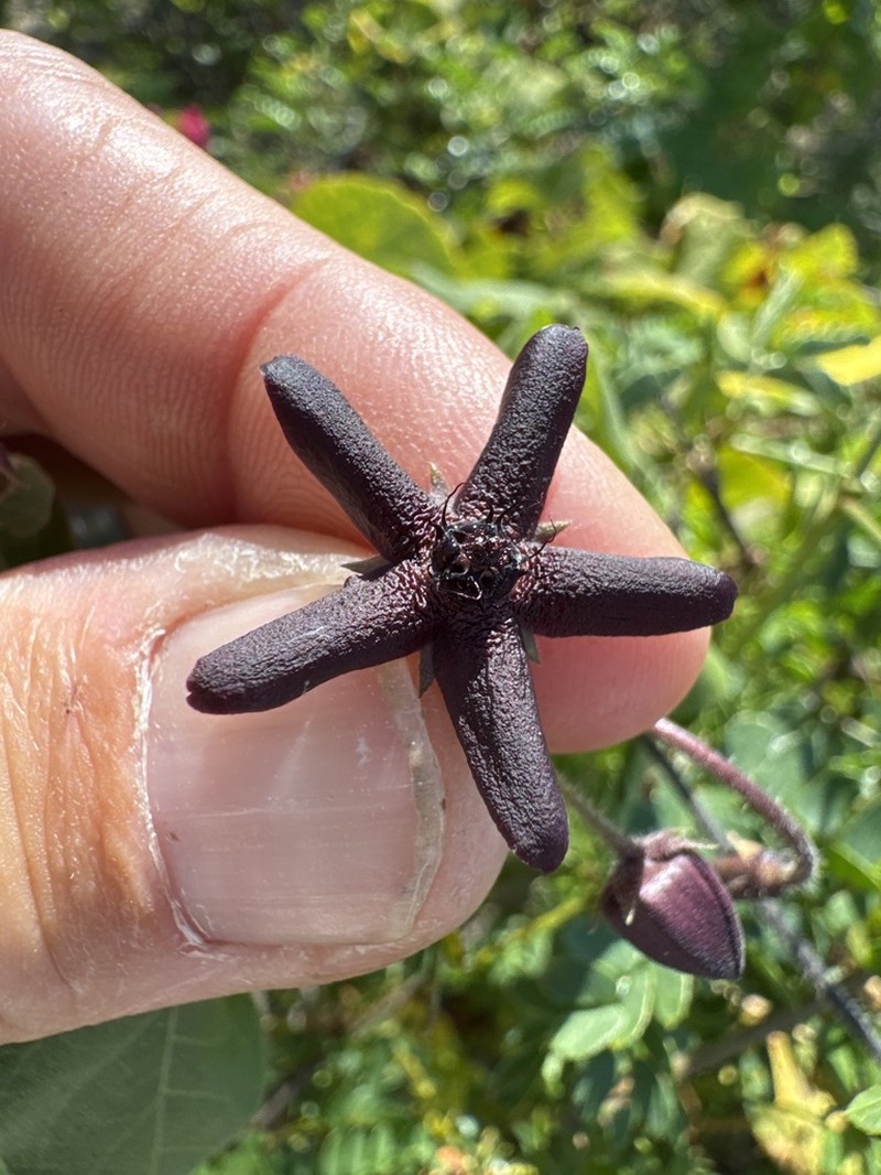 Polystemma fruticosum