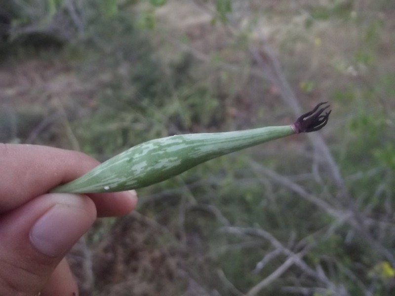Polystemma fruticosum photo 2