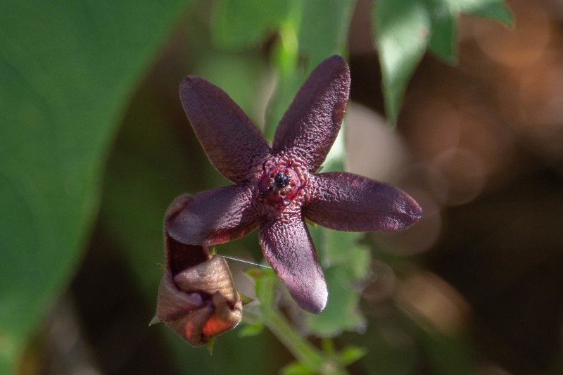 Polystemma fruticosum photo 3
