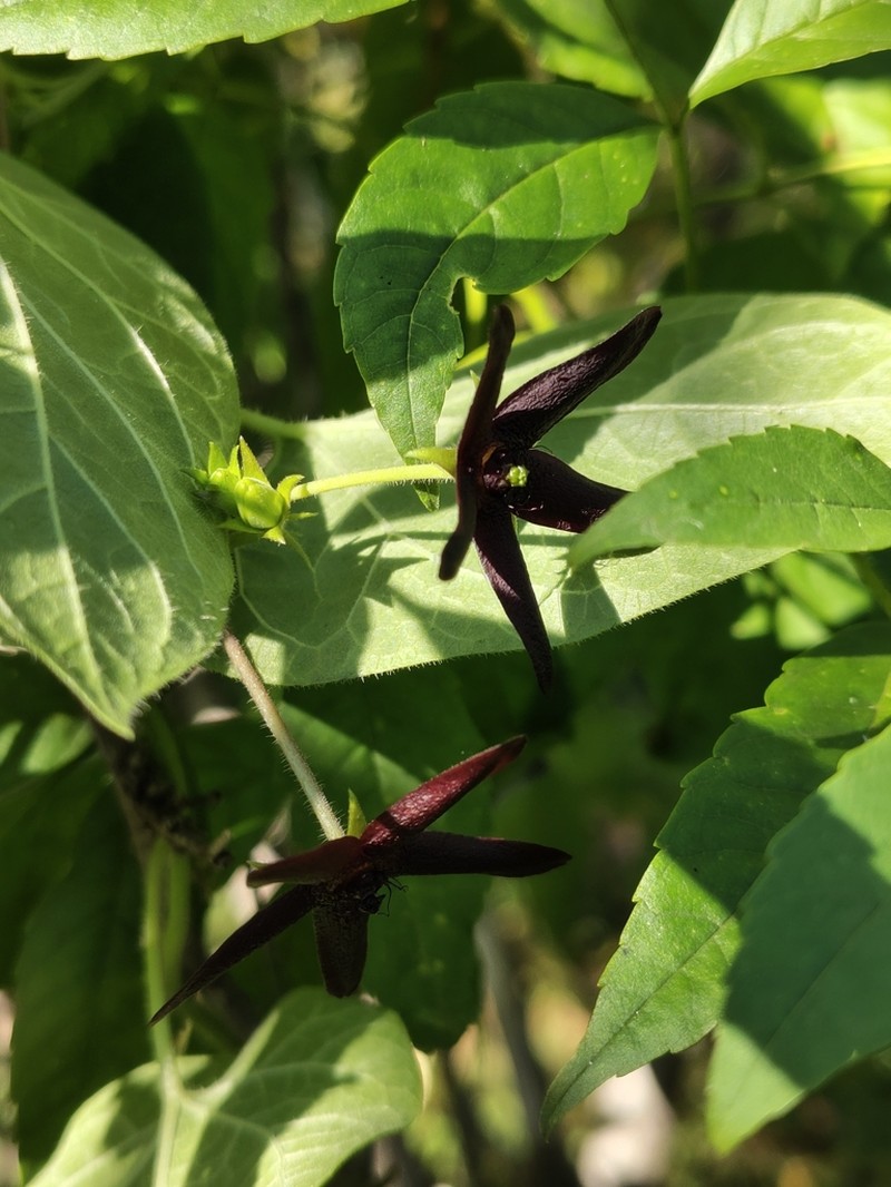 Polystemma fruticosum photo 4