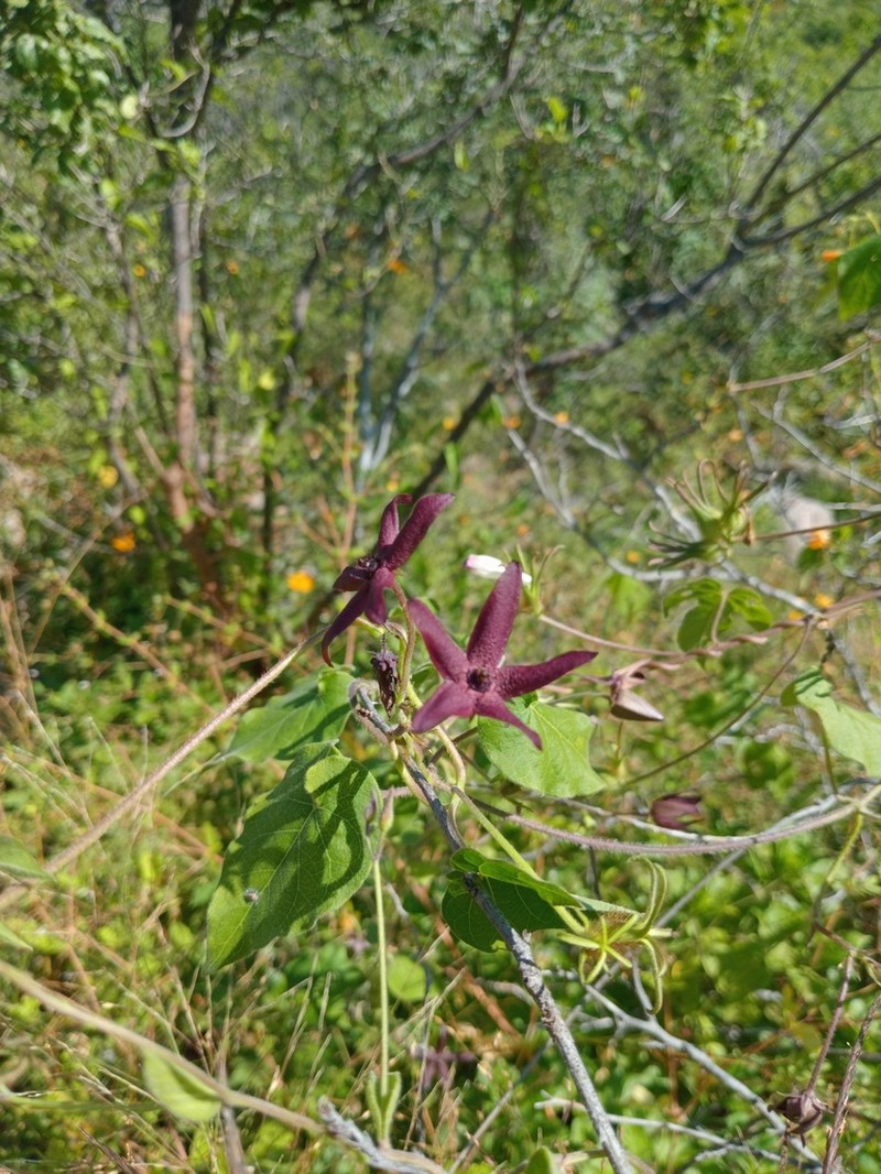 Polystemma fruticosum photo 5