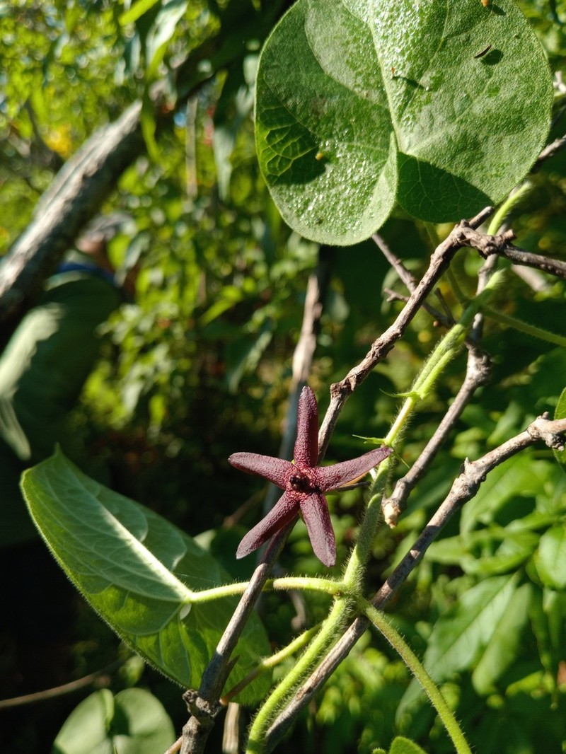 Polystemma fruticosum photo 6