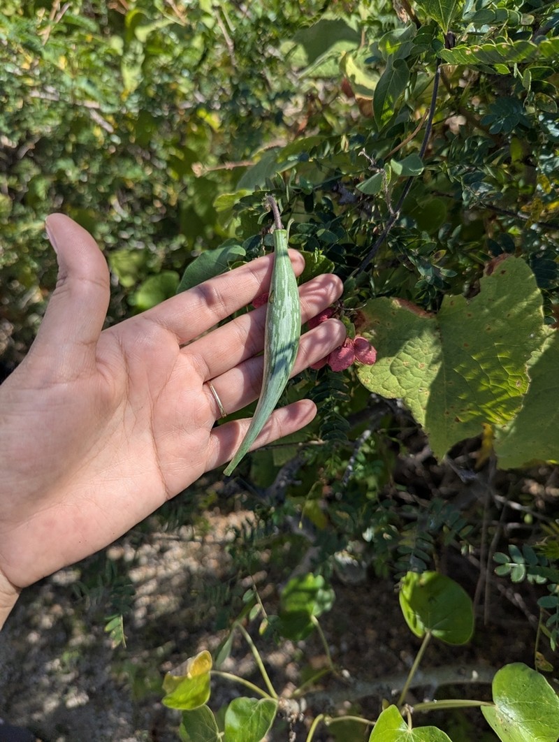 Polystemma fruticosum photo 7