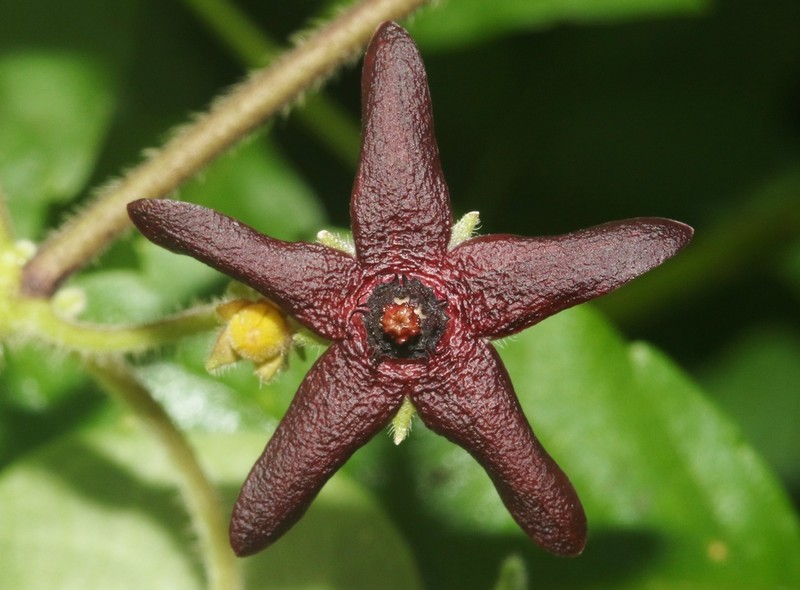 Polystemma fruticosum photo 8