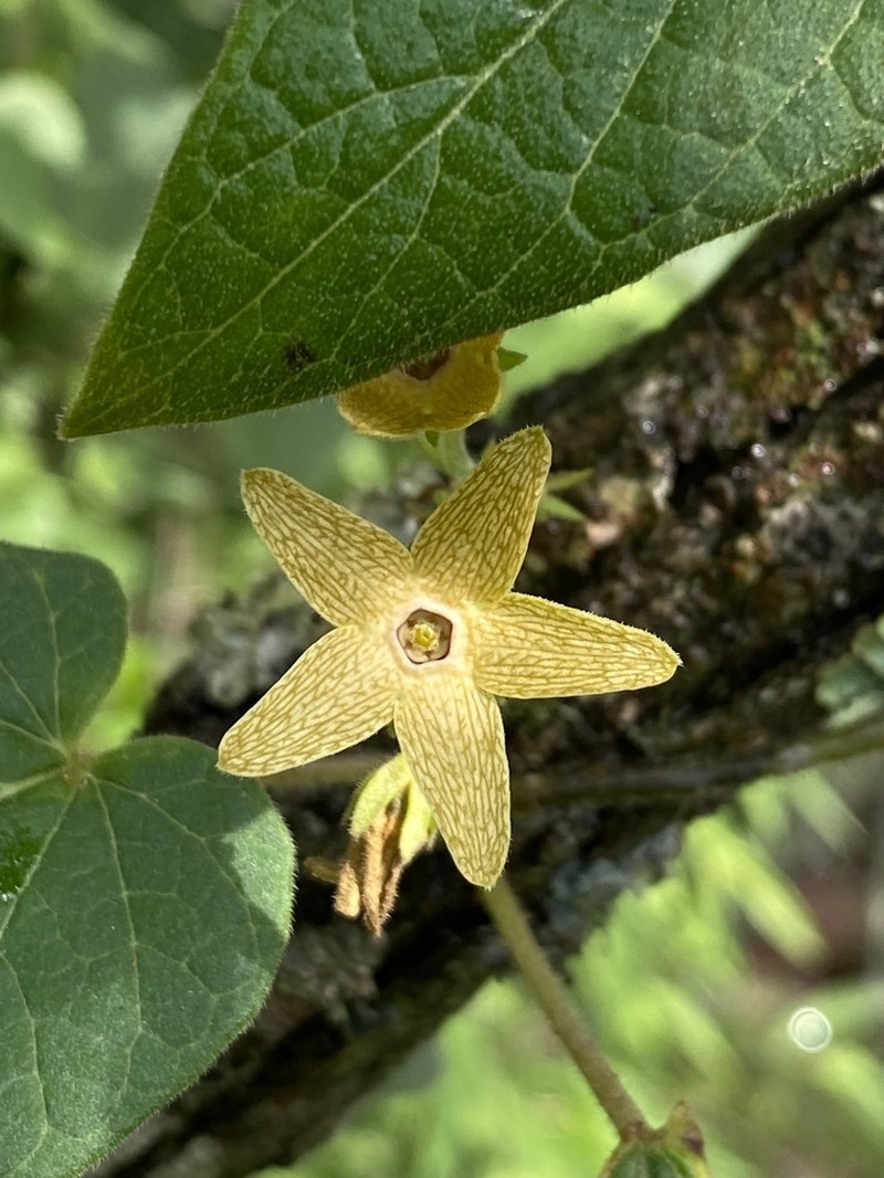 Polystemma fuscum