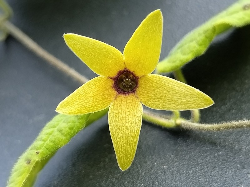 Polystemma fuscum photo 2