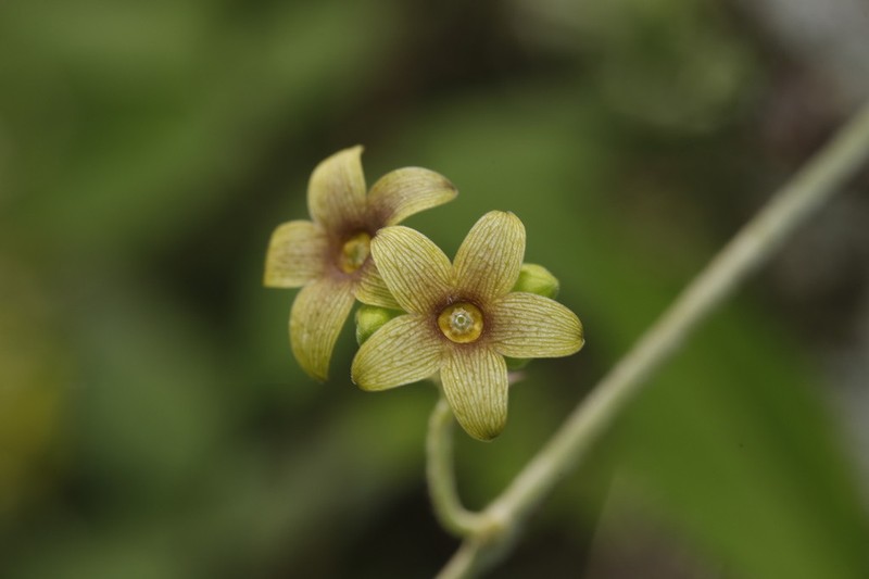 Polystemma fuscum photo 3
