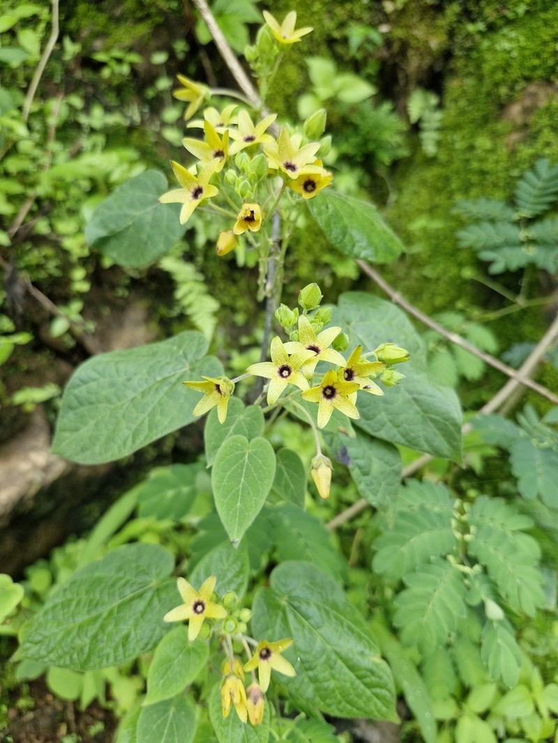 Polystemma fuscum photo 4