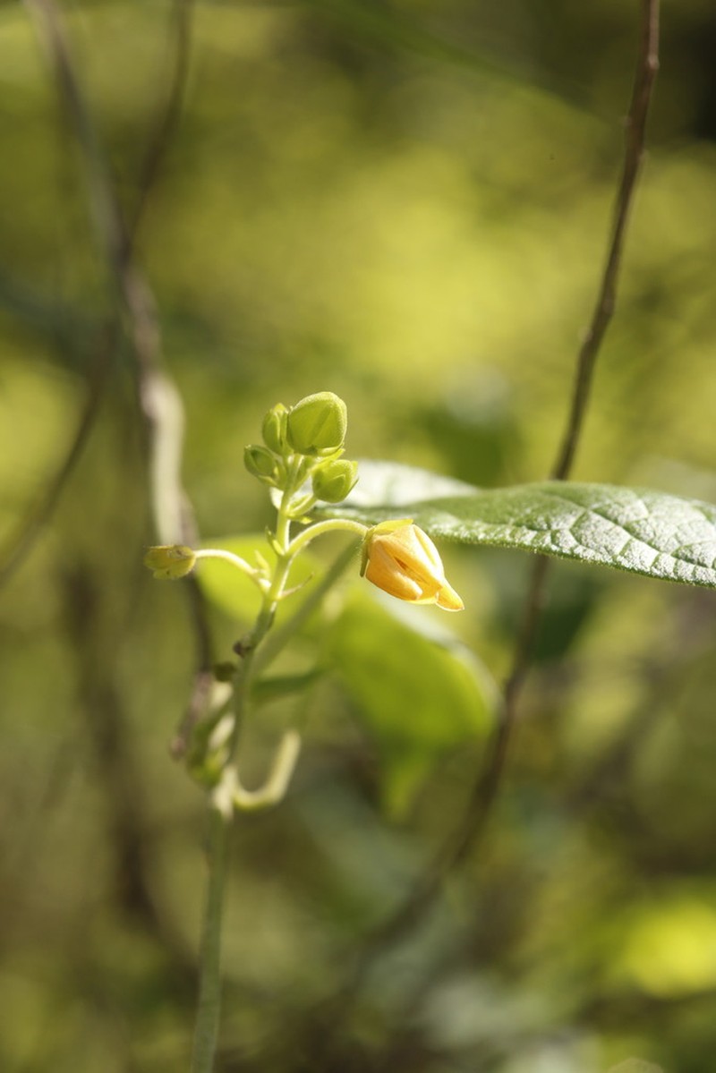 Polystemma fuscum photo 5