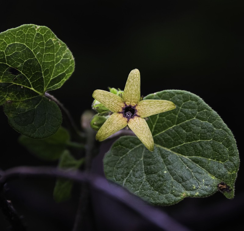 Polystemma fuscum photo 6