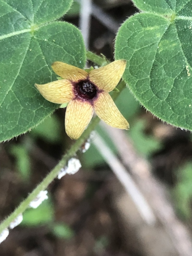 Polystemma fuscum photo 7