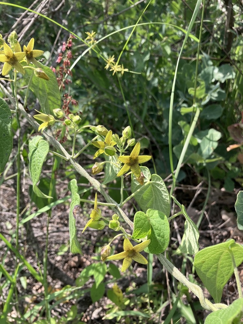 Polystemma fuscum photo 8