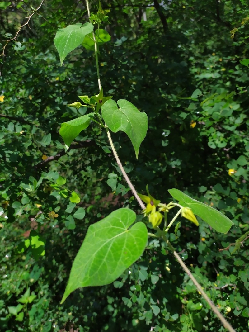 Polystemma galindoi photo 2
