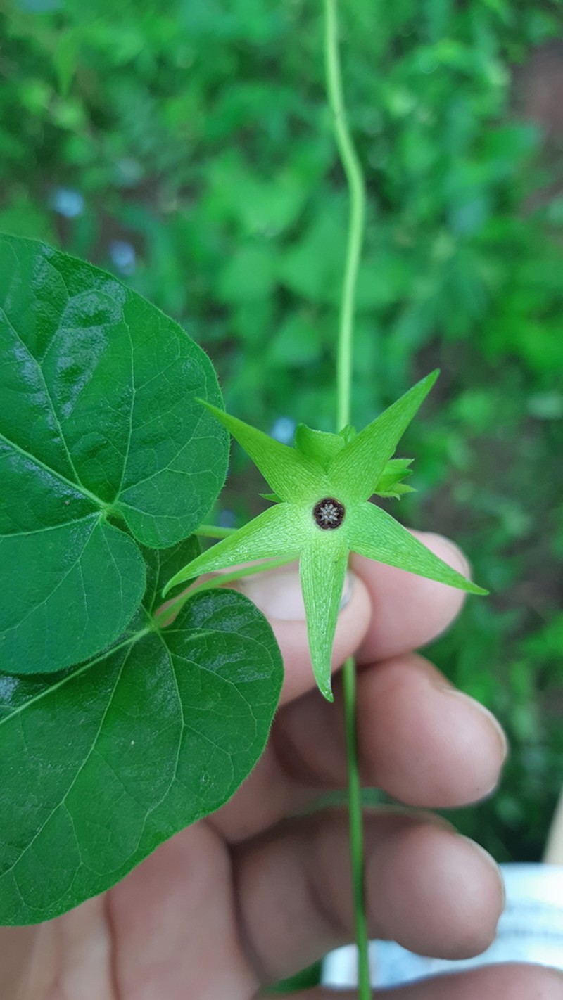 Polystemma galindoi photo 3