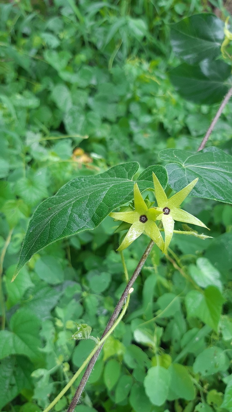 Polystemma galindoi photo 4
