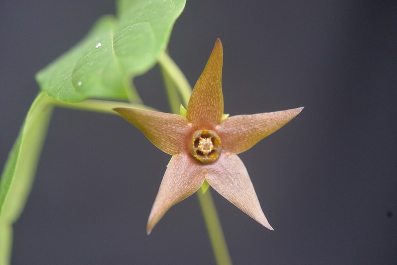Polystemma horconesense