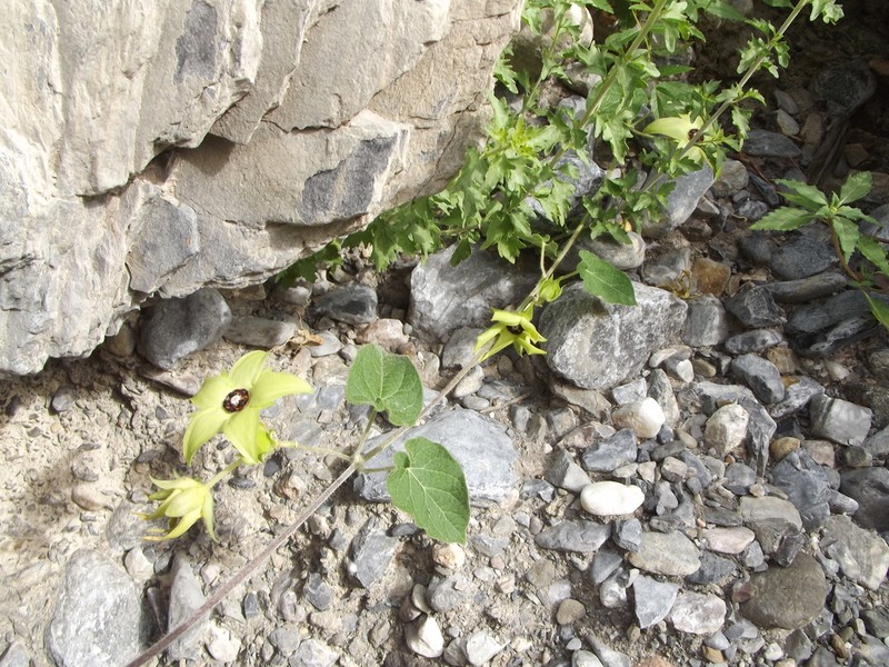 Polystemma luridum