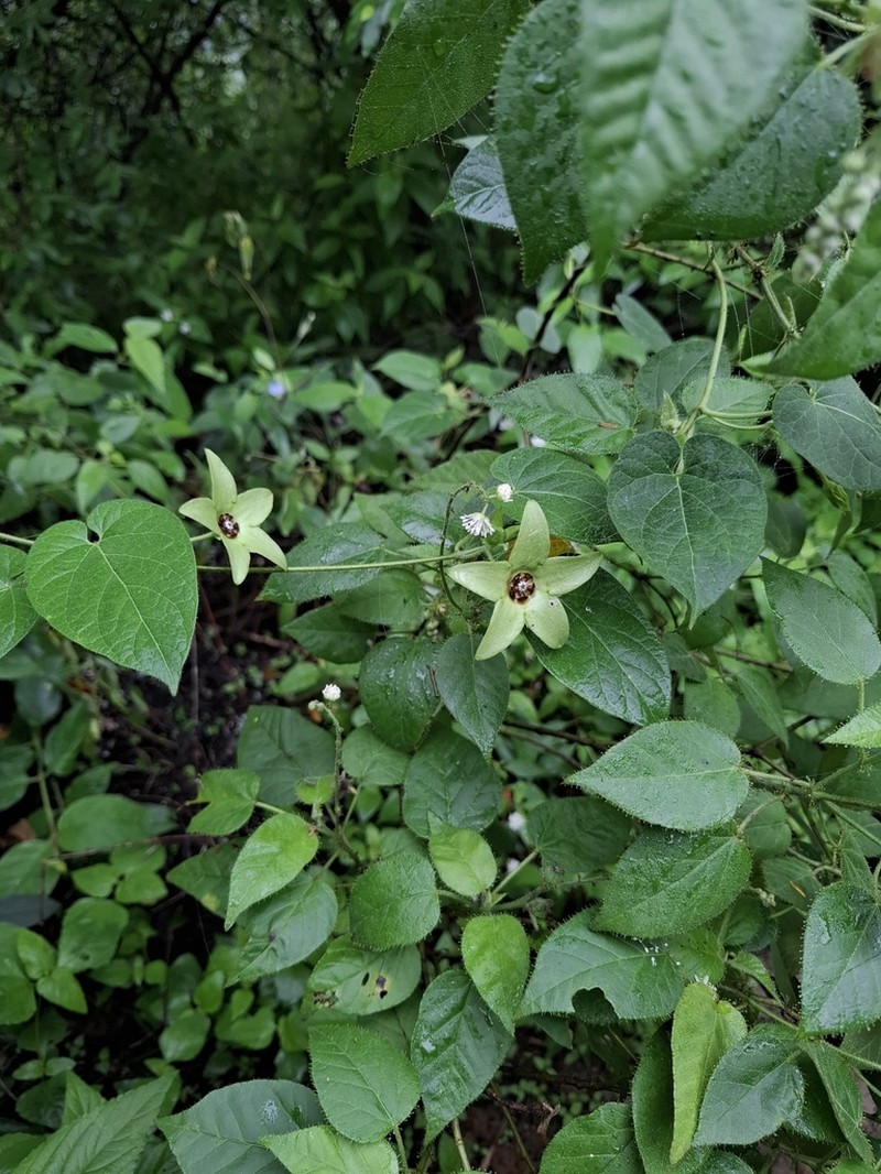 Polystemma luridum photo 2