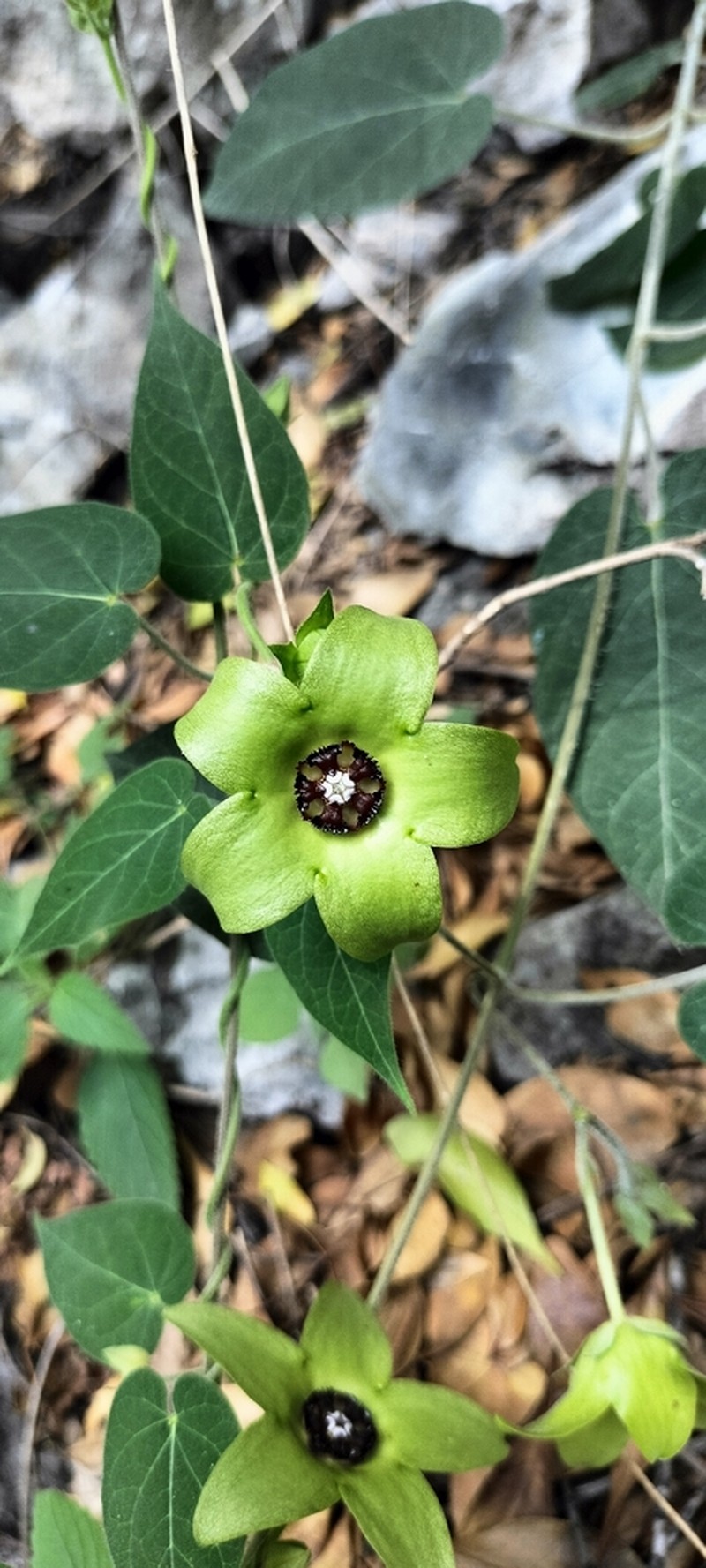 Polystemma luridum photo 3