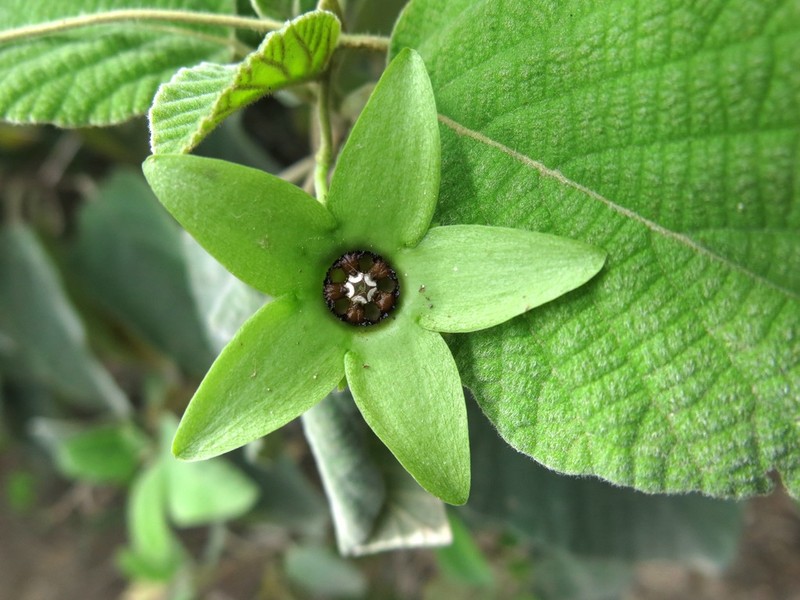 Polystemma luridum photo 4