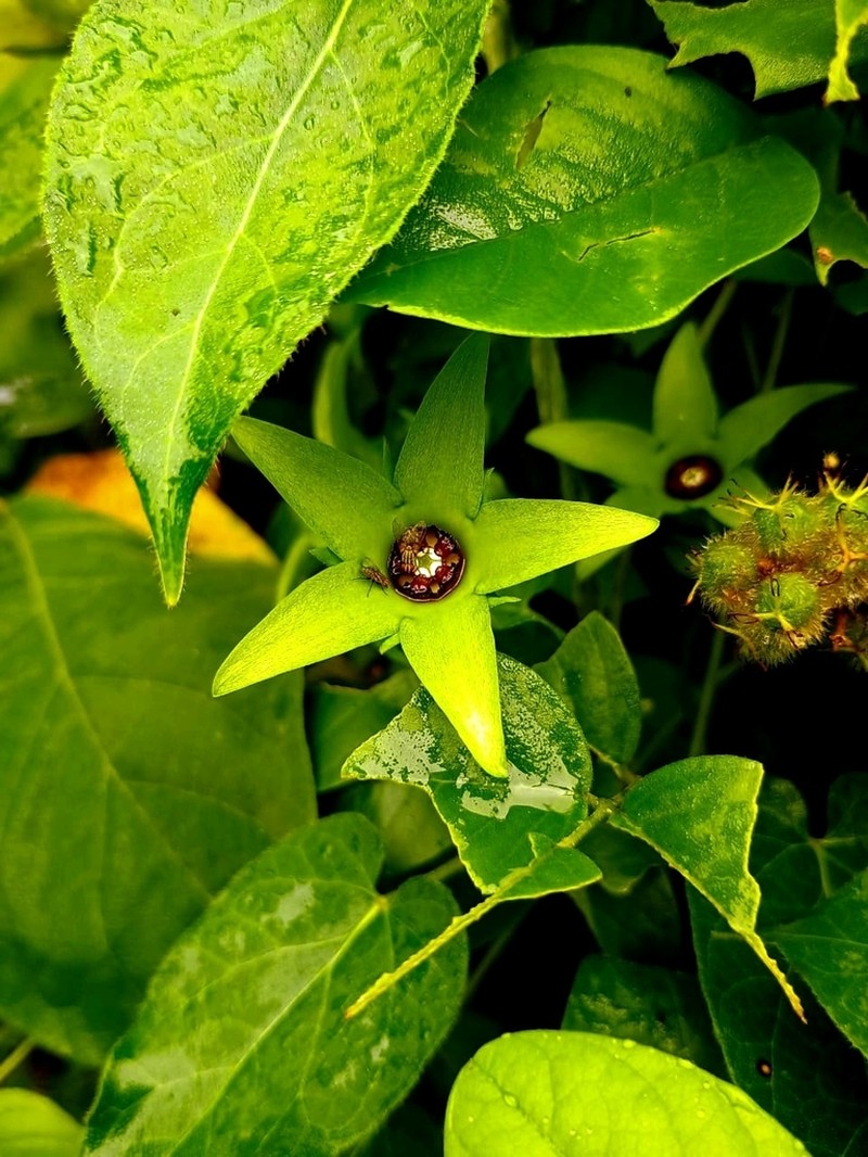 Polystemma luridum photo 5