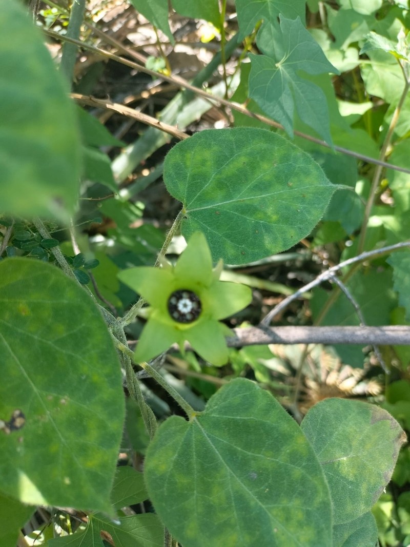 Polystemma luridum photo 6