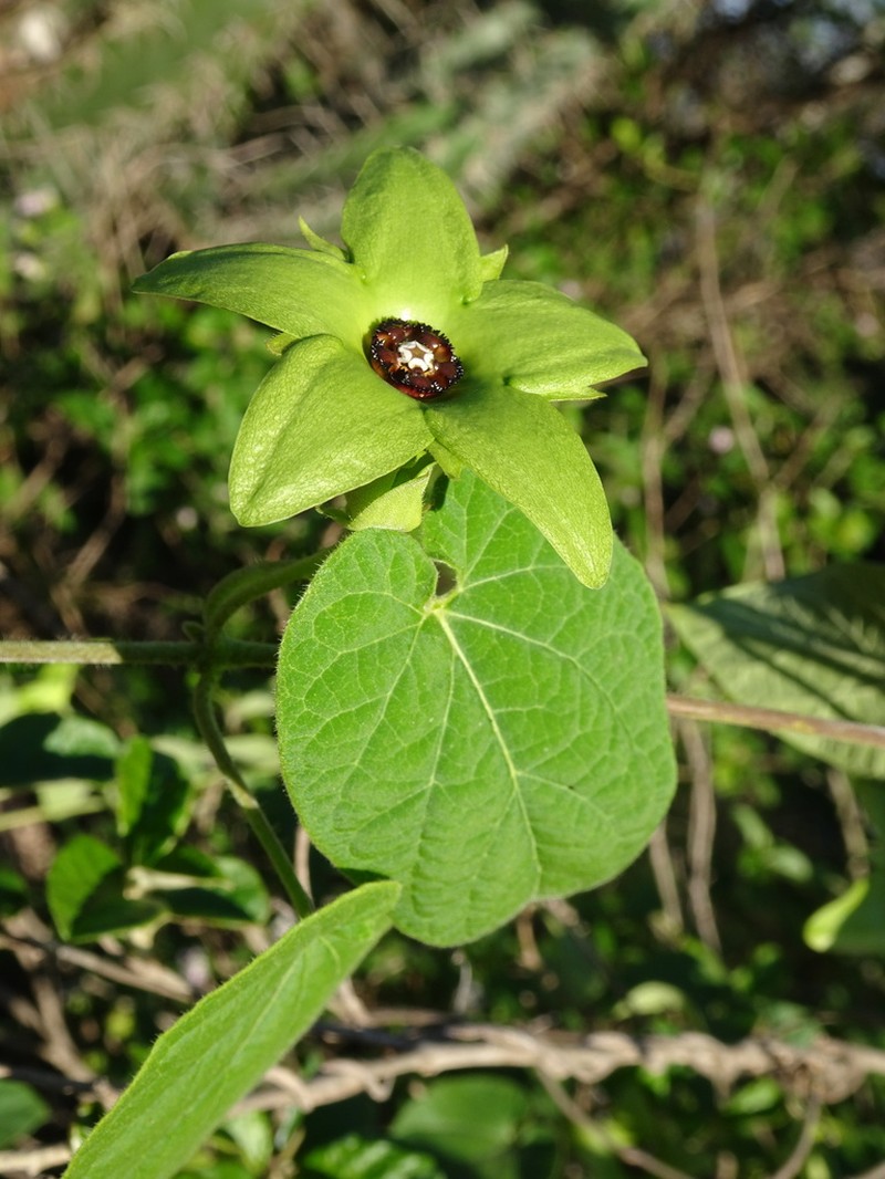 Polystemma luridum photo 7