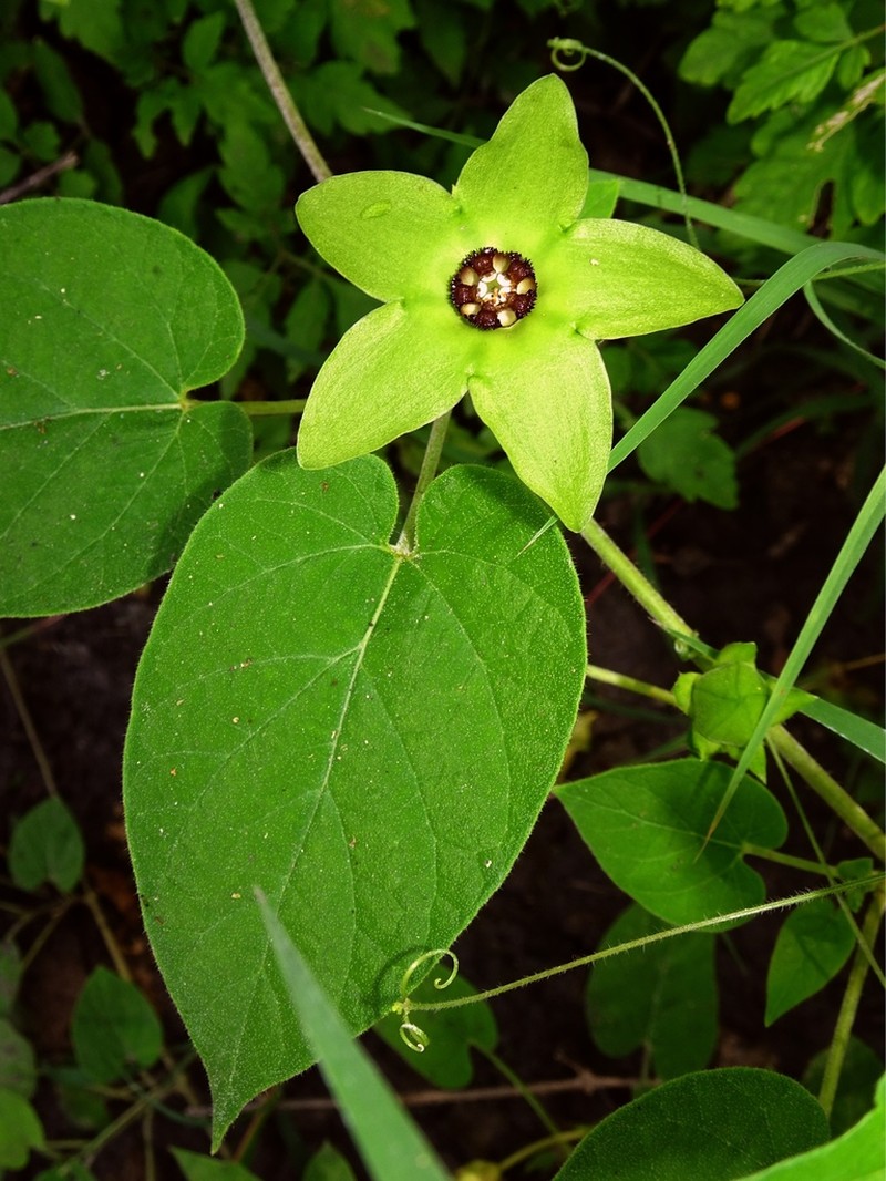 Polystemma luridum photo 8