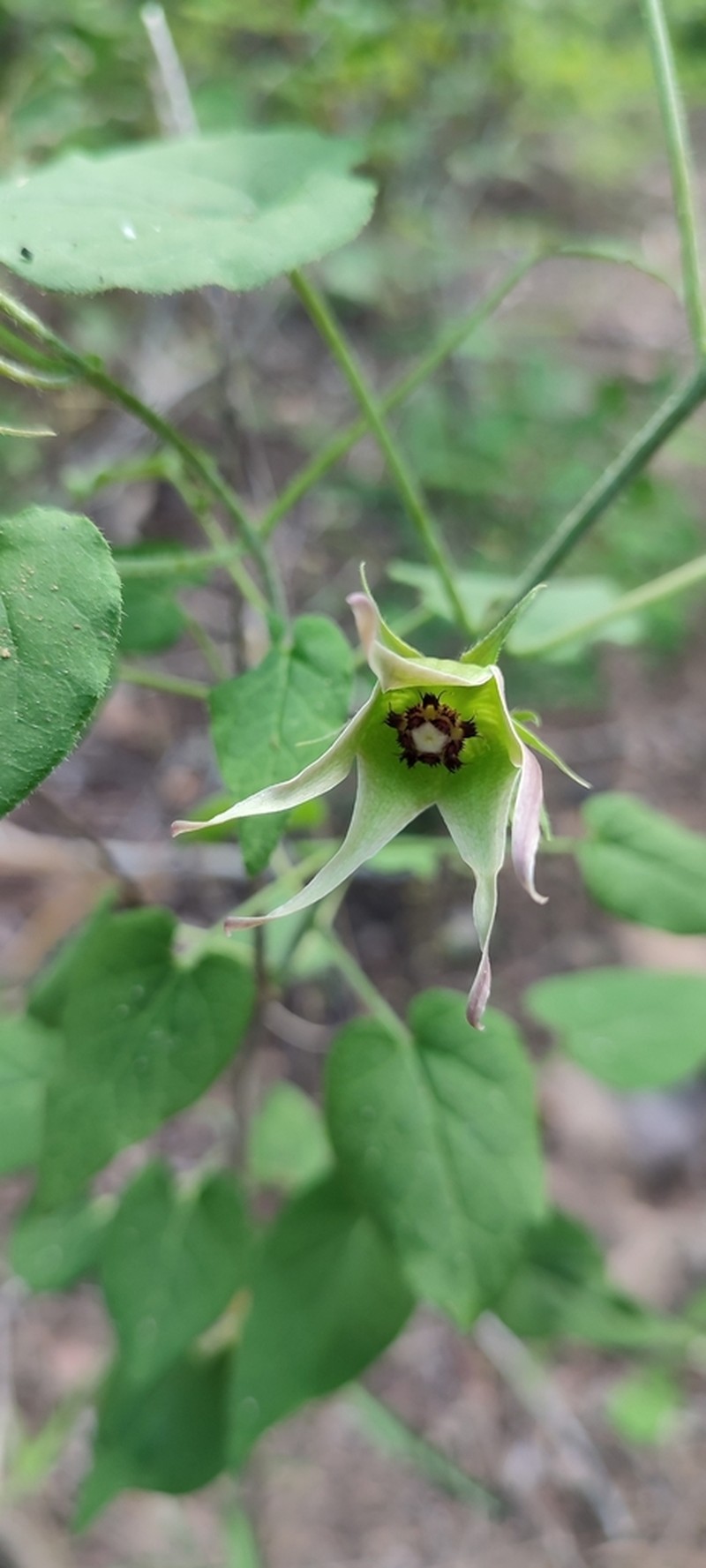 Polystemma magallanesii