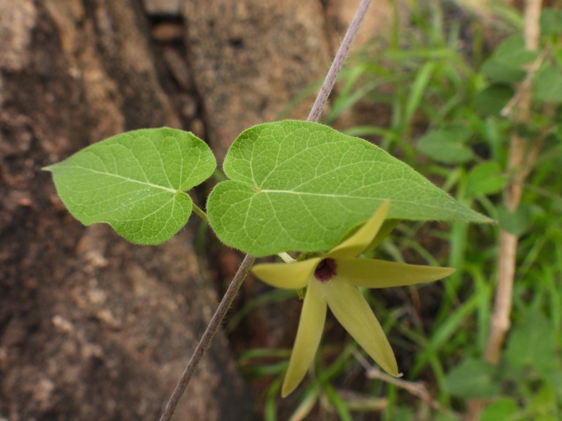 Polystemma petiolare