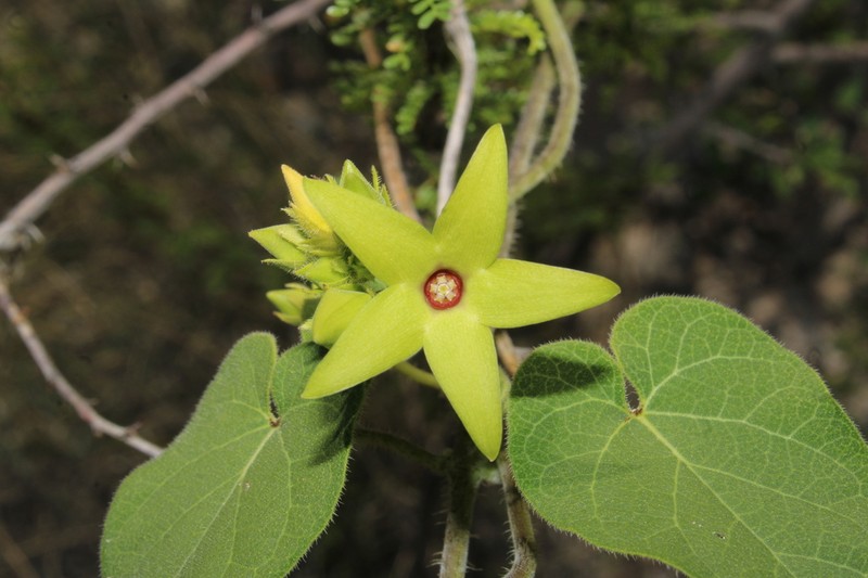Polystemma petiolare photo 2