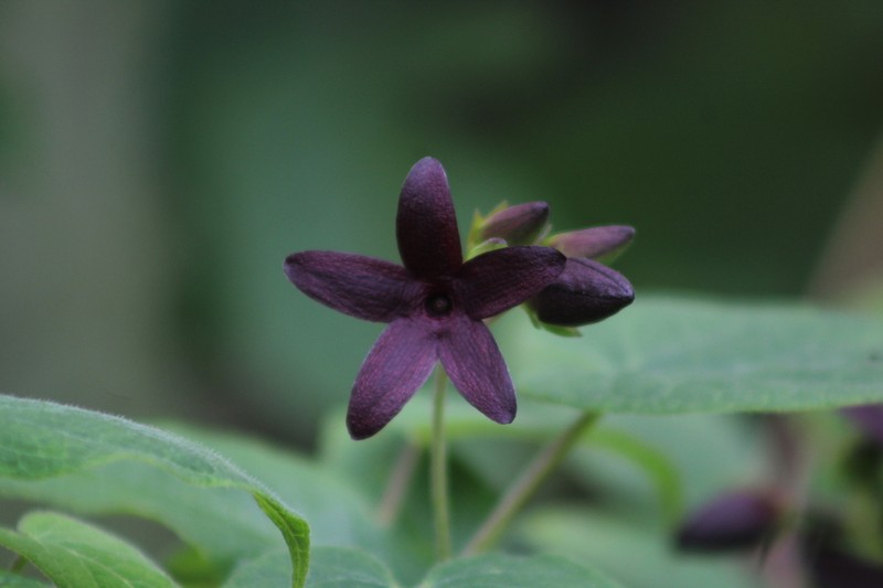 Polystemma petiolare photo 3