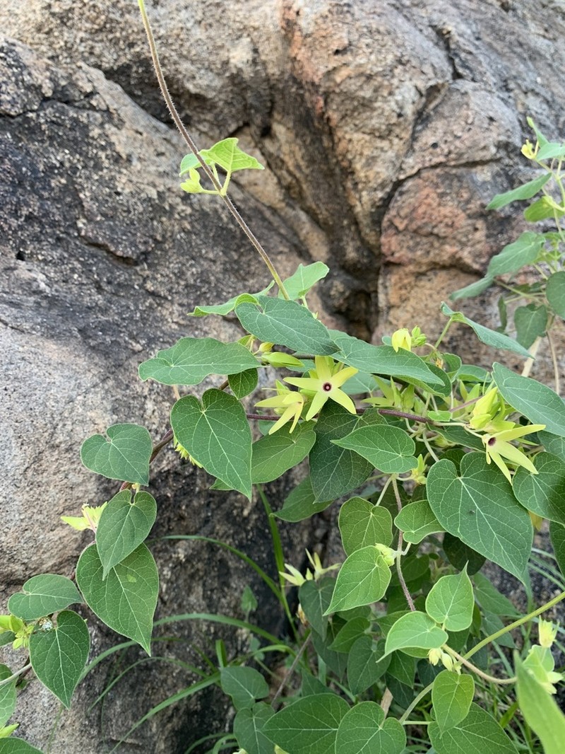 Polystemma petiolare photo 4