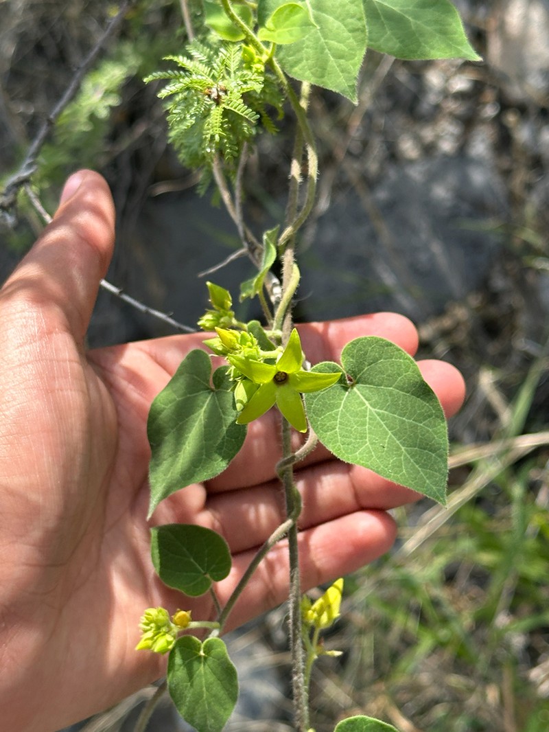 Polystemma petiolare photo 5