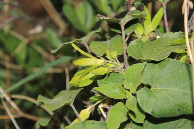 Polystemma petiolare photo 6