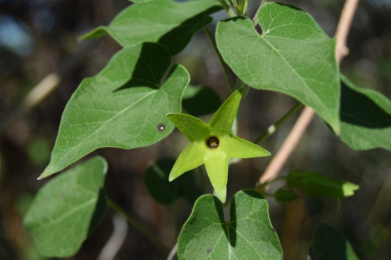 Polystemma petiolare photo 7