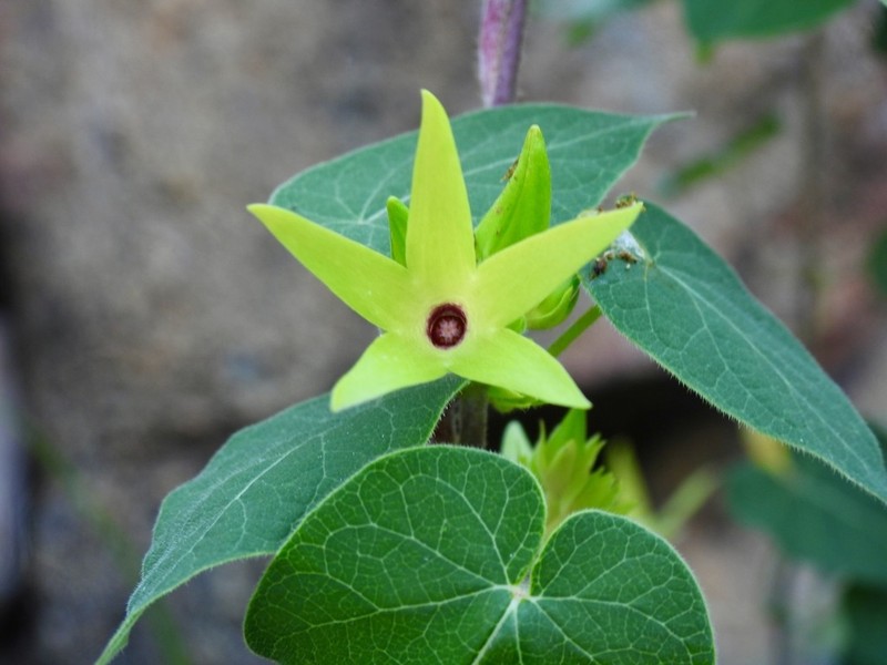 Polystemma petiolare photo 8