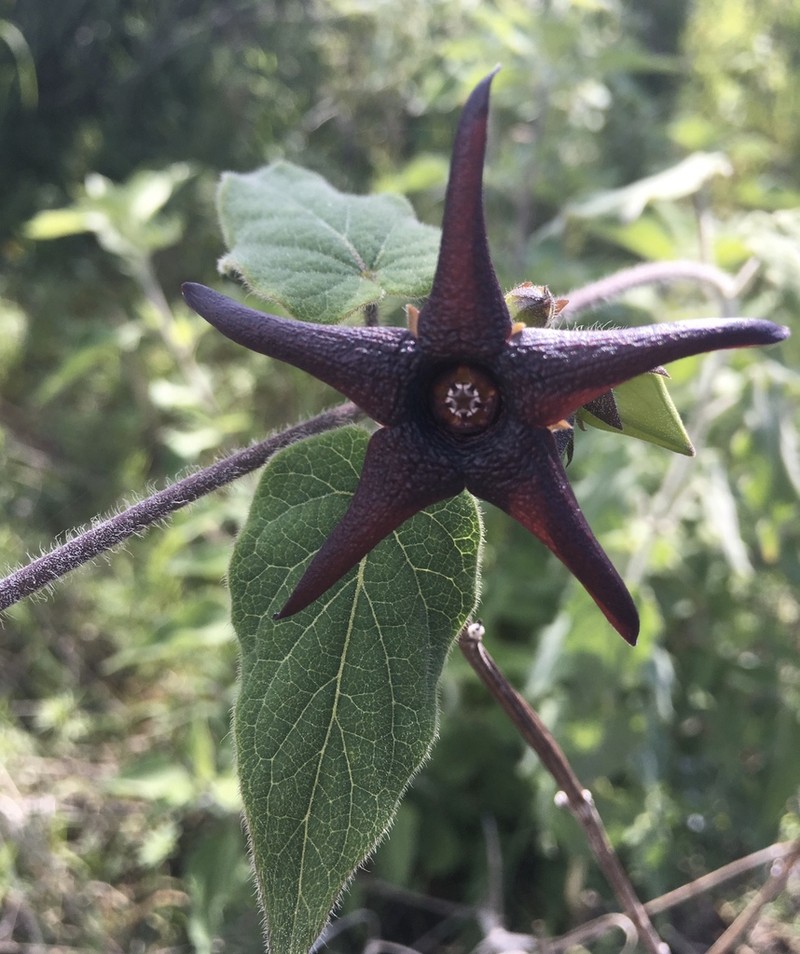 Polystemma pilosum photo 2