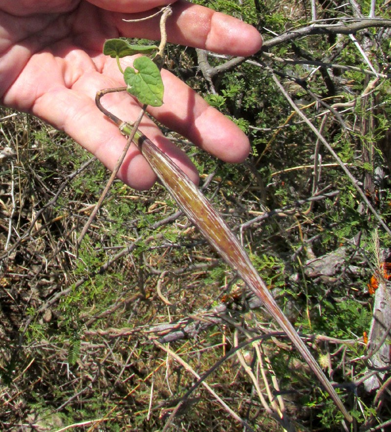 Polystemma pilosum photo 3