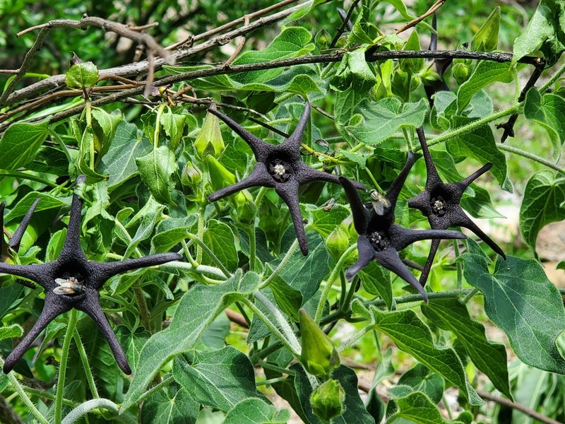 Polystemma pilosum photo 5