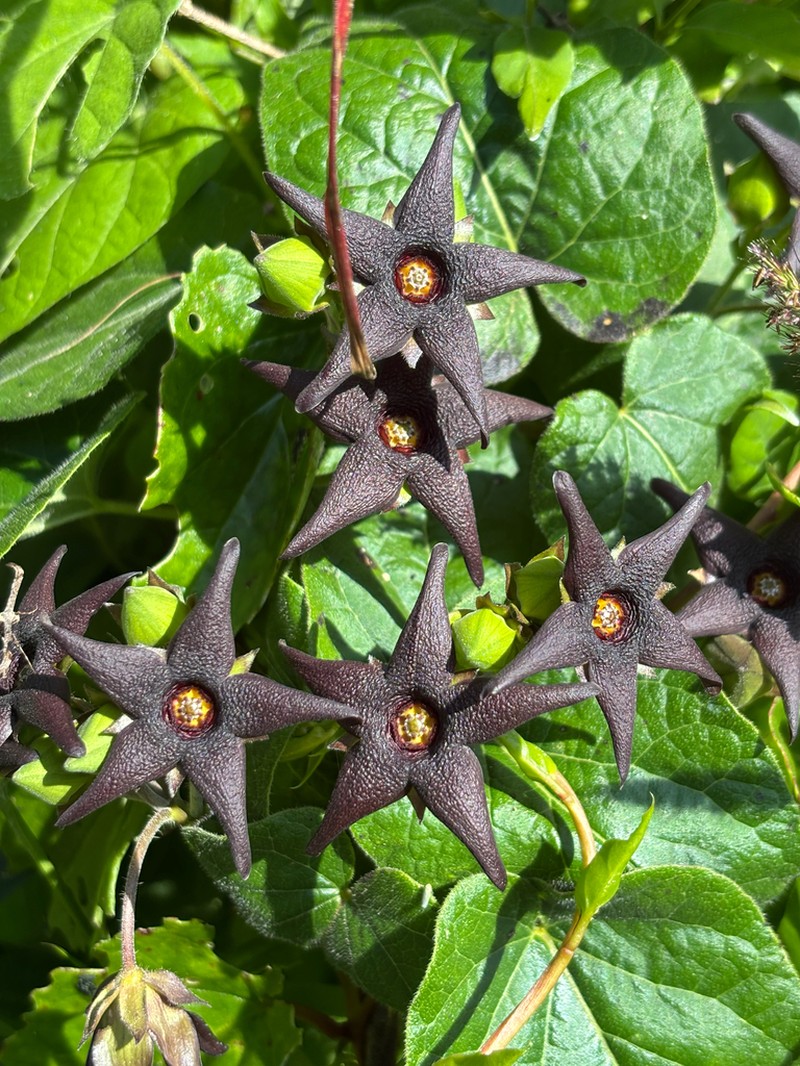 Polystemma pilosum photo 6