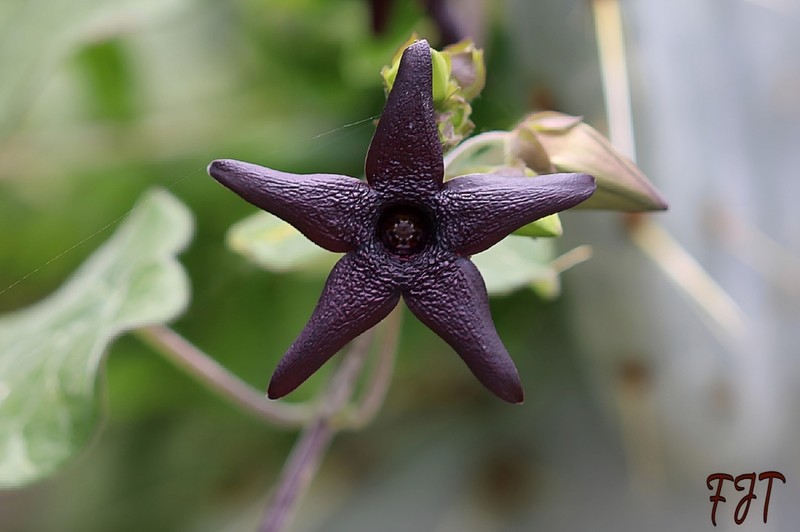 Polystemma pilosum photo 7