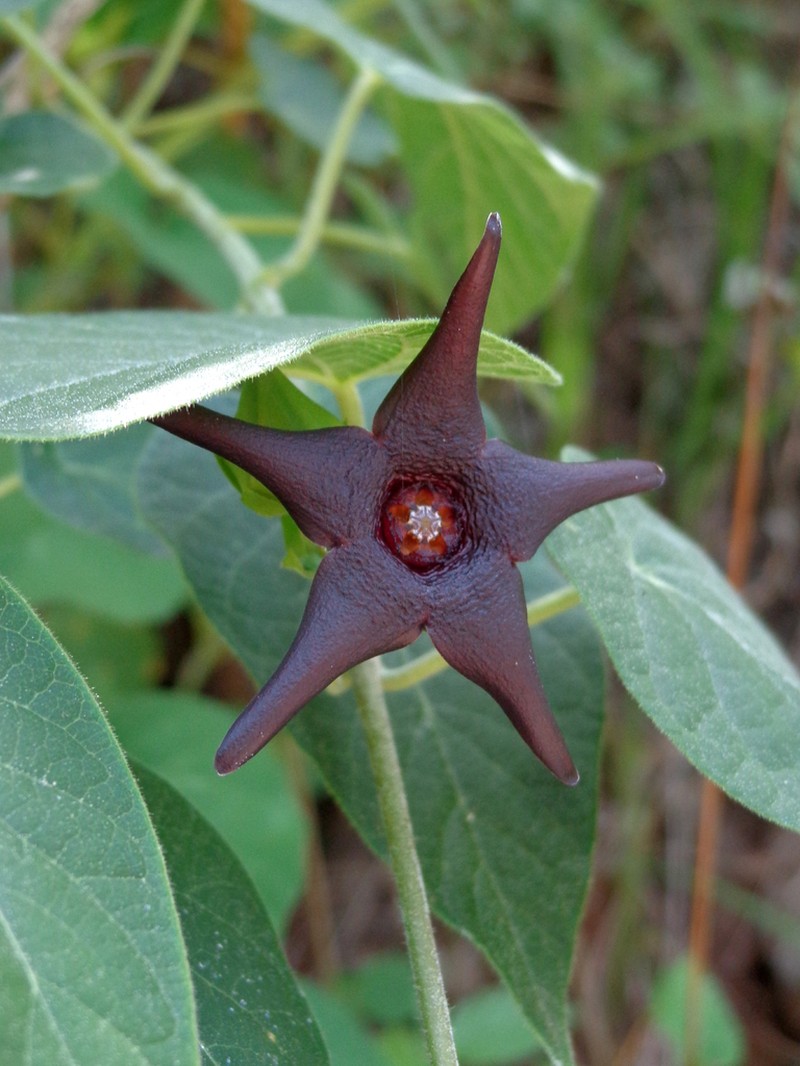 Polystemma pilosum photo 8
