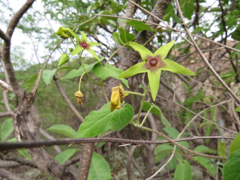 Polystemma pueblense