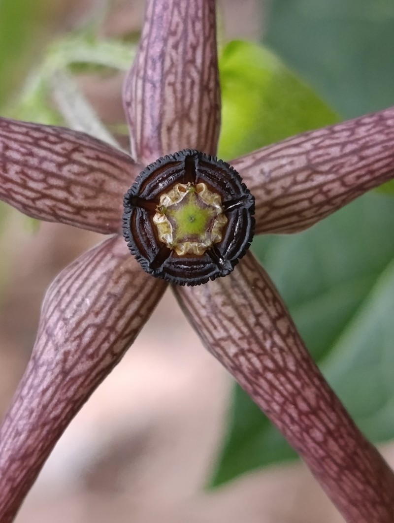 Polystemma purpusii